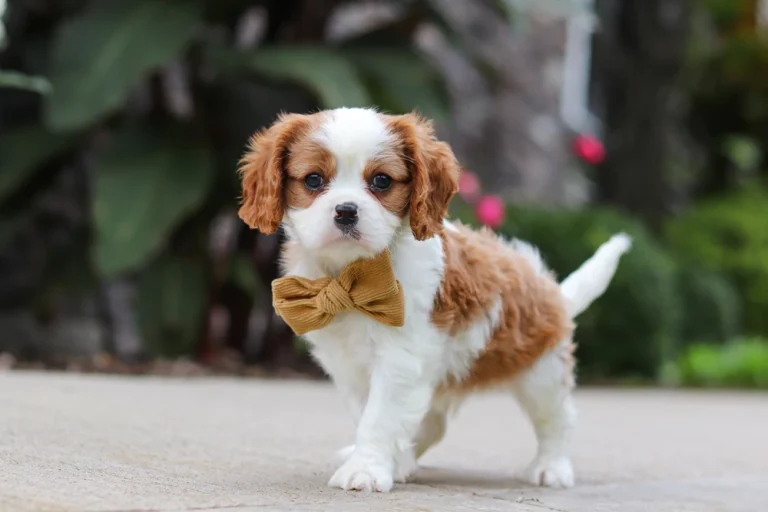 An adorable Blenheim Cavalier puppy posing with a bow.