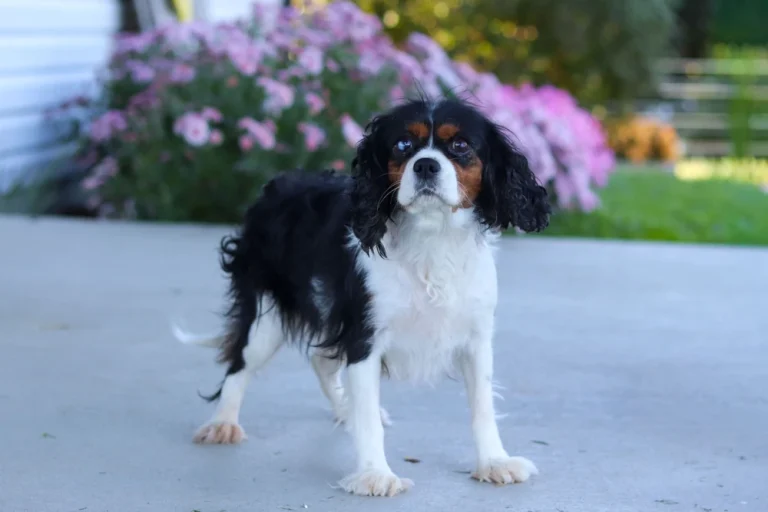 A Tri-colored Cavalier female posing in front of flowers.