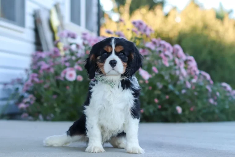 A handsome Tricolor Cavalier King Charles Spaniel puppy posing on a sidewalk.
