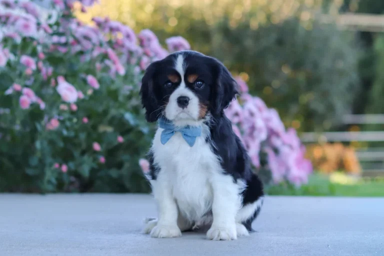 A handsome Tricolor Cavalier King Charles Spaniel puppy posing with a bowtie.