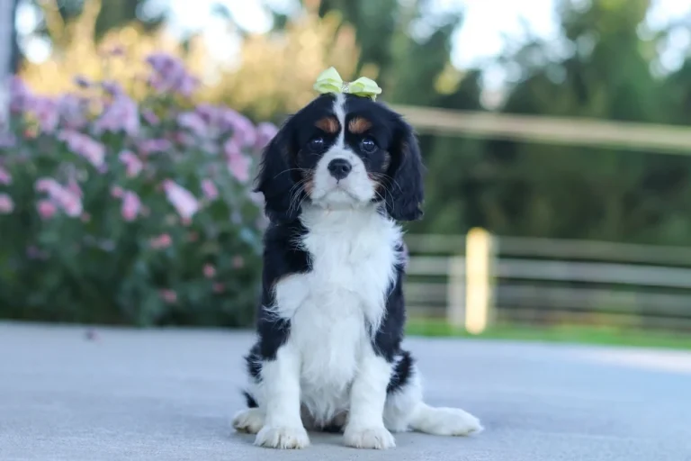 A cute Tricolor Cavalier King Charles Spaniel puppy posing with a yellow bowtie.