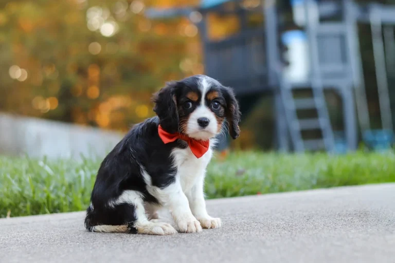 A Tricolor Cavalier King Charles Spaniel puppy posing.