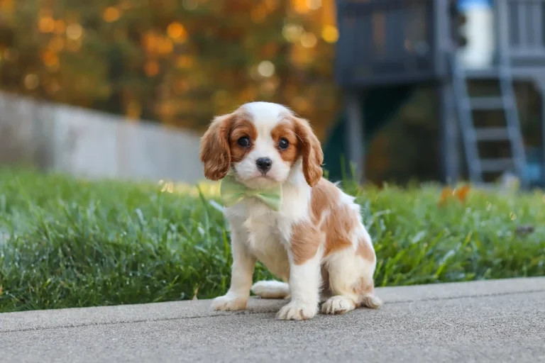A Blenheim Cavalier puppy posing