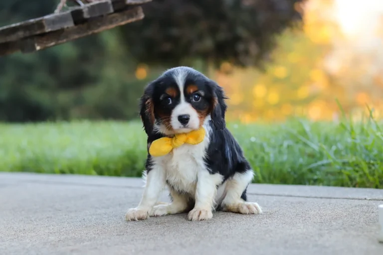 A Tricolor Cavalier King Charles Spaniel puppy posing with a yellow bowtie.
