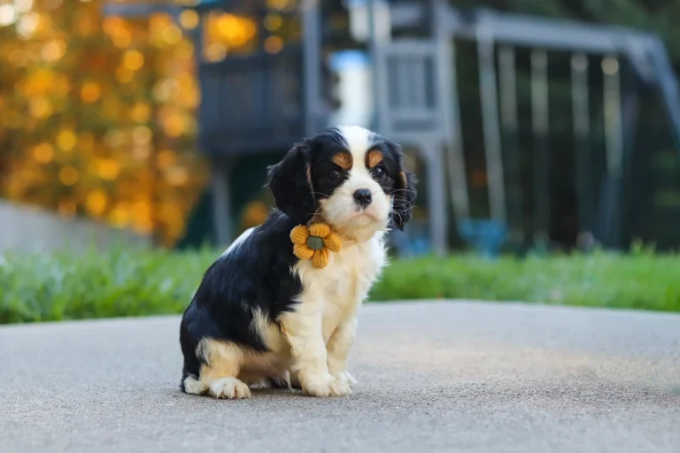 A Tricolor Cavalier King Charles Spaniel puppy posing.