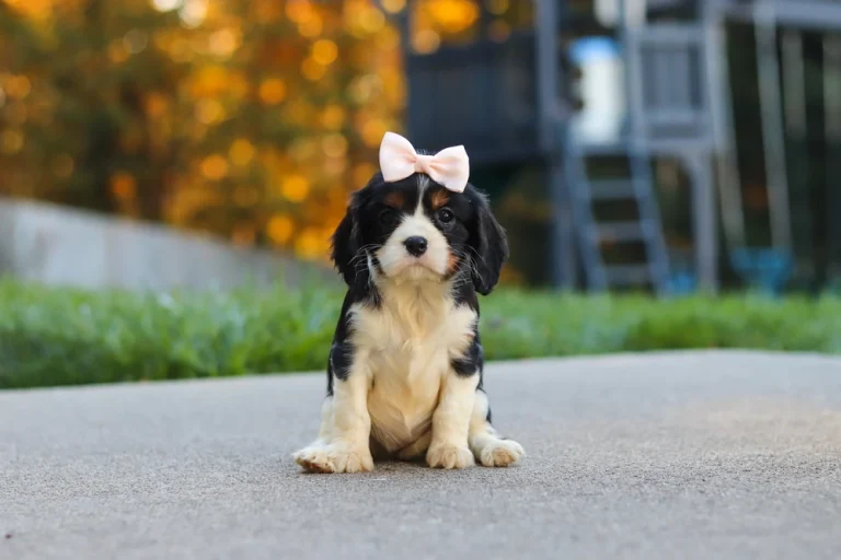 A cute Tricolor Cavalier King Charles Spaniel puppy posing with a pink bow.