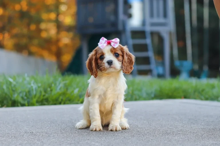 An adorable Blenheim Cavalier puppy posing