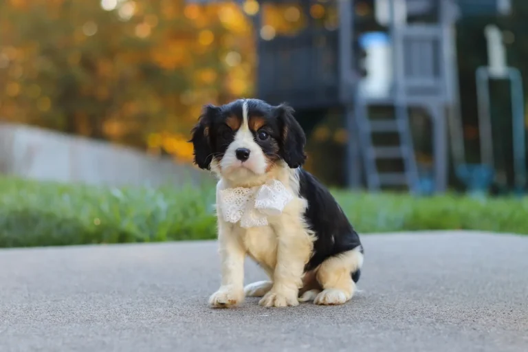 A cute Tricolor Cavalier King Charles Spaniel puppy posing with a bowtie.