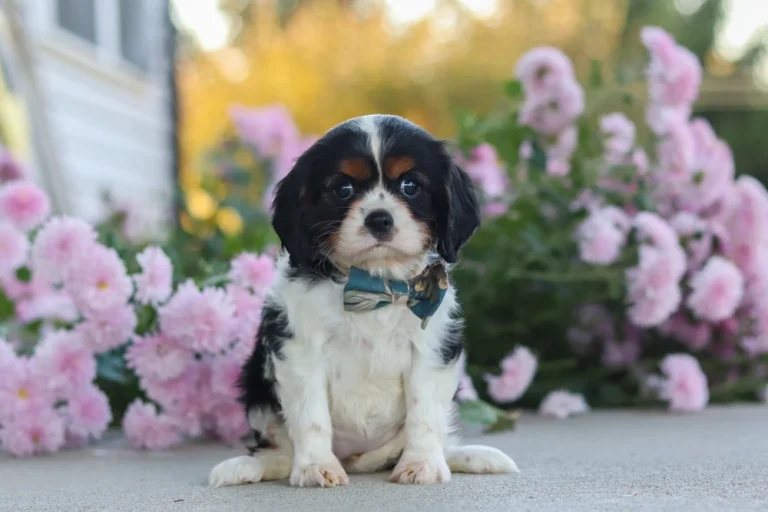 A cute Tricolor Cavalier King Charles Spaniel puppy sitting in front of pink flowers.
