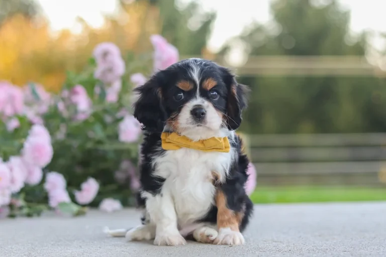A cute Tricolor Cavalier King Charles Spaniel puppy sitting in front of pink flowers.