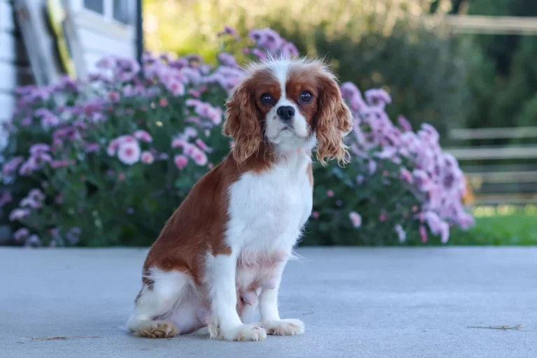 A Blenheim colored Cavalier female posing.